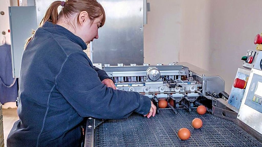 Mithilfe dieser Maschine werden die Eier mit einem Erzeugercode versehen.