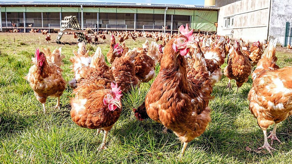 Von wegen eingepfercht in engen Ställen: In Pretzsch hat das Federvieh jede Menge Auslaufmöglichkeiten und saftiges Gras zum Picken.
