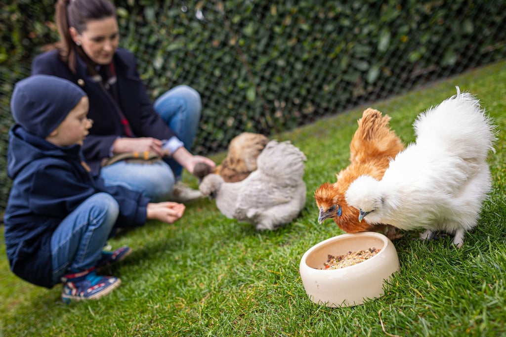 Anna Gottwald und ihr Sohn Collin füttern Zwerg-Seidenhühner im Garten der Familie in der Region Hannover.