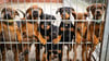 Viele deutsche Tierheime sind überfüllt, manche haben sogar einen Aufnahmestopp verhängt.