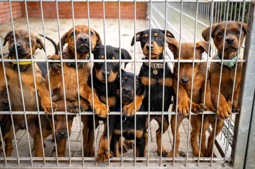 Viele deutsche Tierheime sind überfüllt, manche haben sogar einen Aufnahmestopp verhängt.