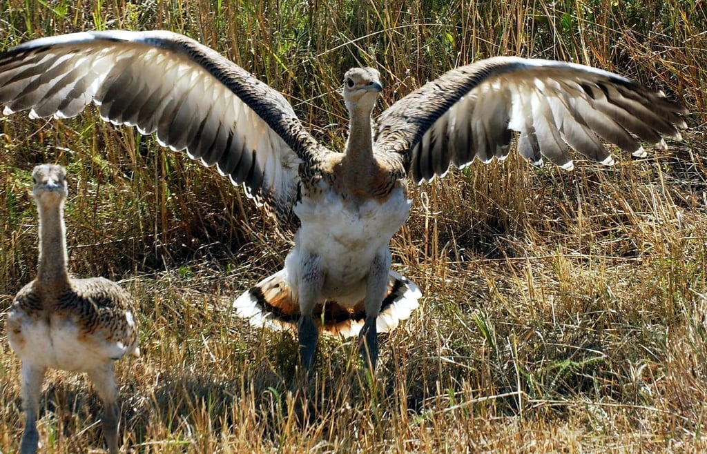 Zwei ausgewilderte junge Großtrappen in den Belziger Landschaftswiesen bei Baitz (Brandenburg).
