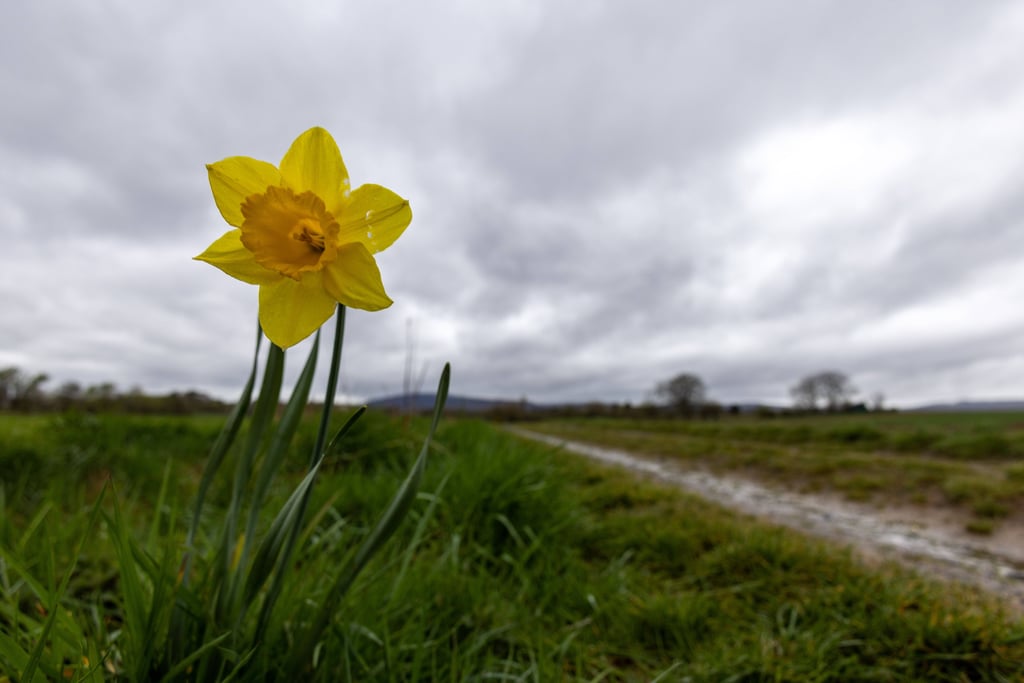 Für Sachsen-Anhalt hat der Deutsche Wetterdienst auch am Ostermontag eine Warnung vor Sturmböen herausgegeben.