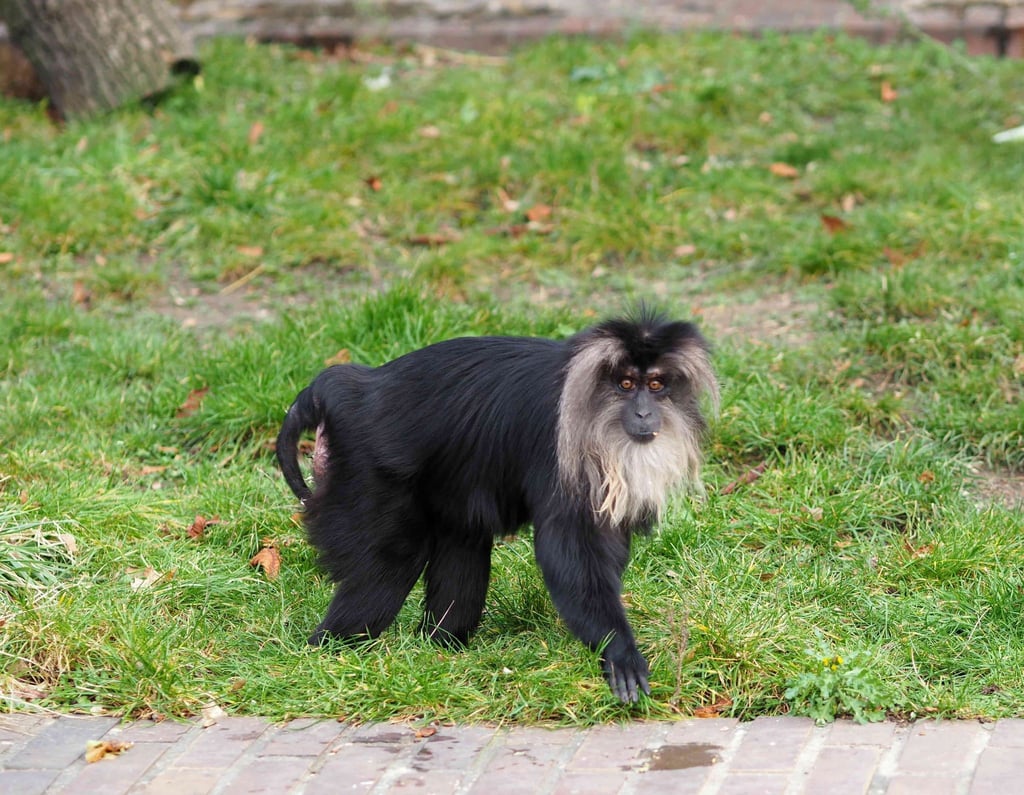 Bartaffenweibchen Ruma geht durch die Außenanlage ihres Geheges im Leipziger Zoo.