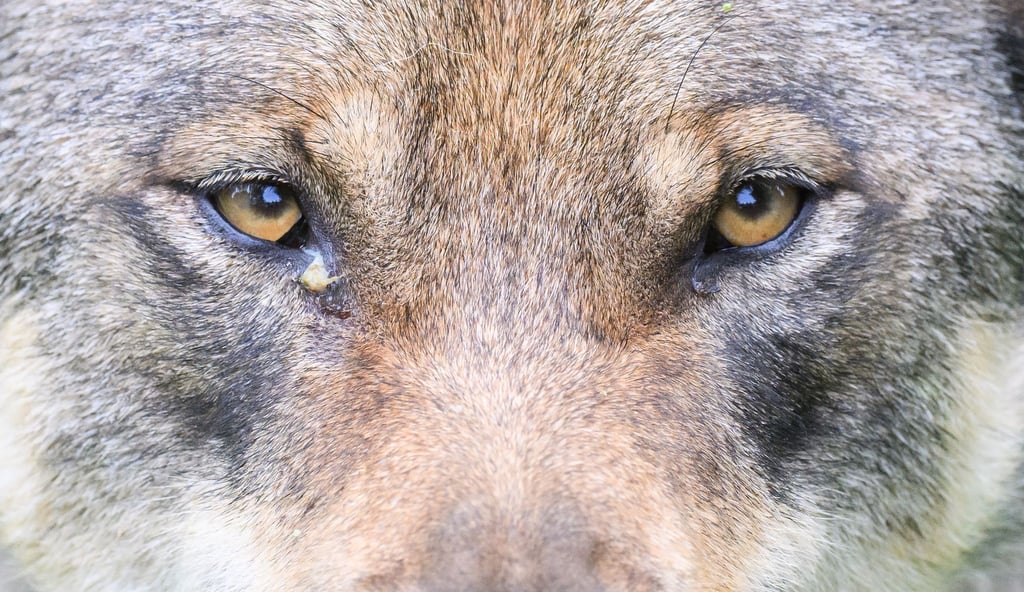 Ein Wolf steht im Gehege im Wisentgehege Springe.
