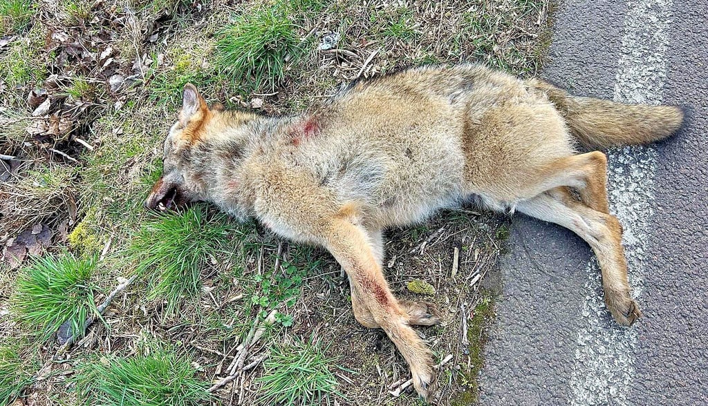 Dieser junge Wolf wurde Ende Februar auf der Landesstraße zwischen Hohenthurm und Niemberg überfahren.