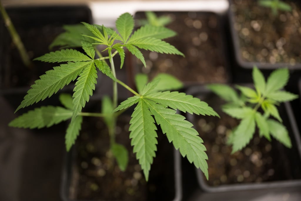 Erlaubt wird mit dem neuen Cannabisgesetz, der Besitz von bis zu 25 Gramm getrockneten Pflanzenmaterials zum Eigenkonsum.