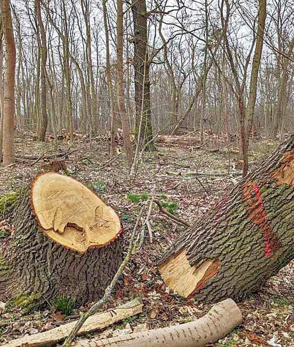 Ein MZ-Leser schickte Bilder von Baumfällungen im März in Dessau-Kochstedt.