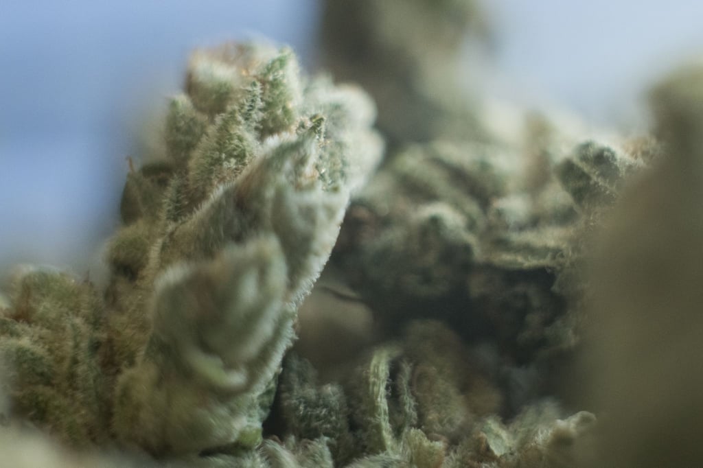 Medizinisches Cannabis liegt auf einem Tisch.