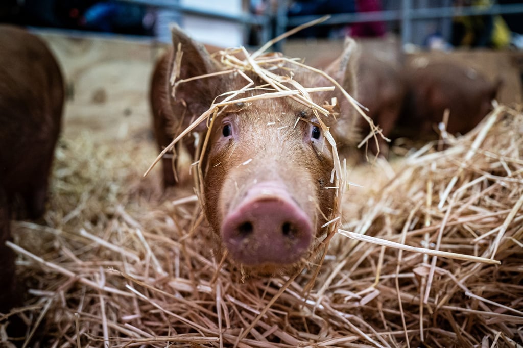 Vor einem Supermarkt in Stendal sorgte ein Schwein für Aufsehen.