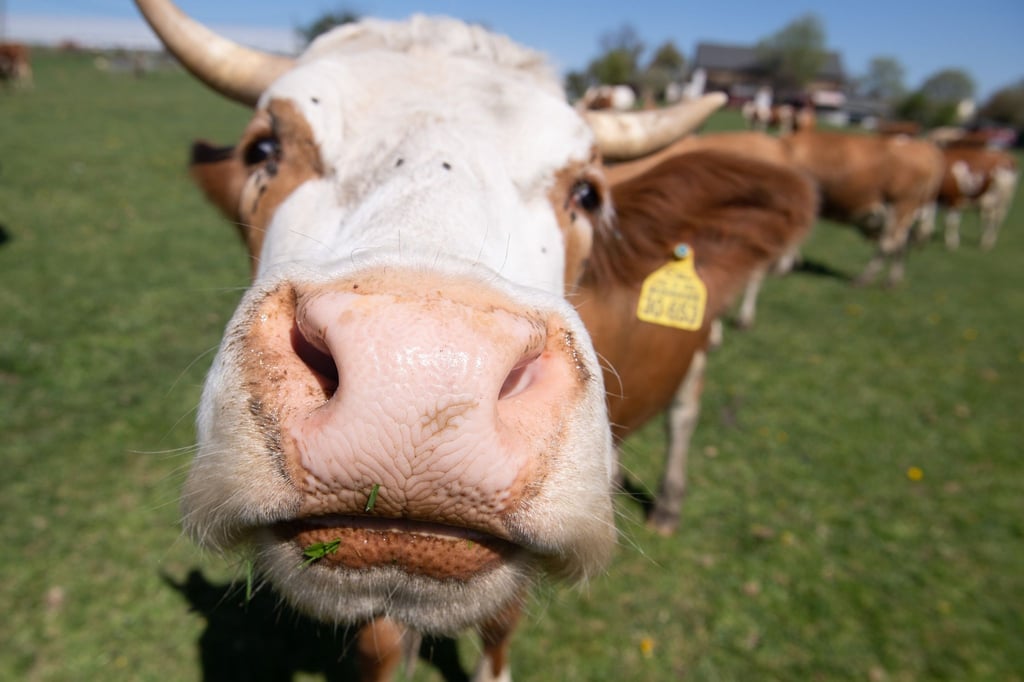 Immer mehr Höfe setzen auf ökologische Tierhaltung.