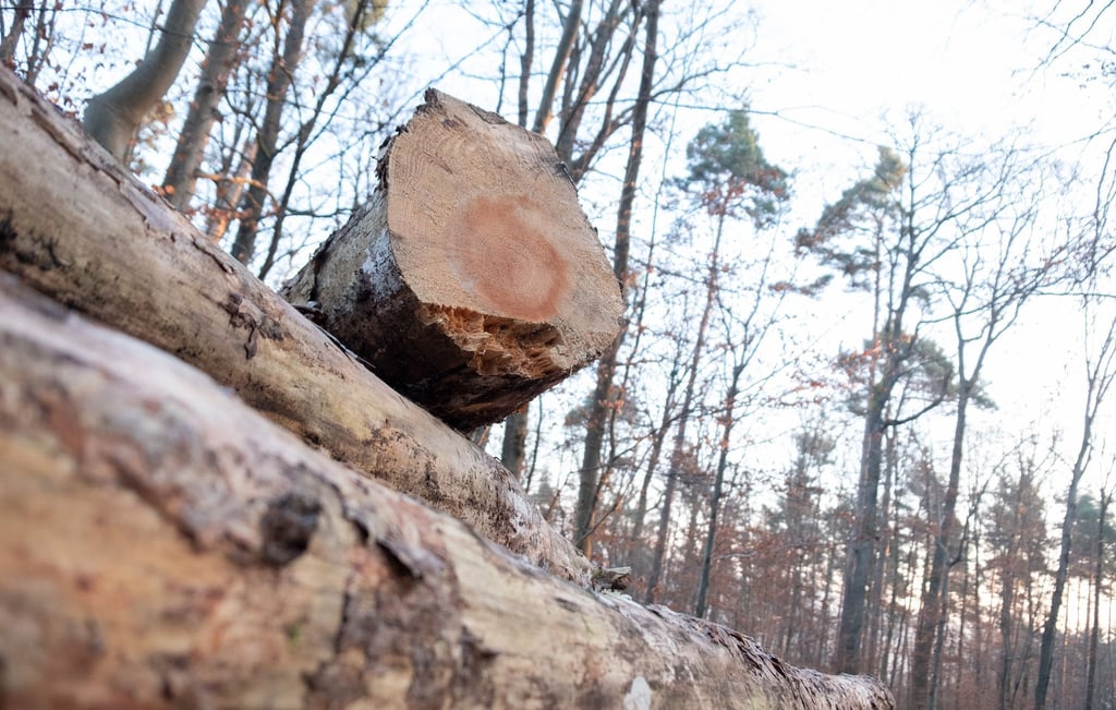 Holz lagert in einem Wald.