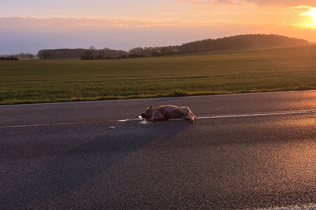 Zwischen Wiebke und Estedt wurde am Mittwochmorgen ein toter Wolf auf der Straße gefunden.