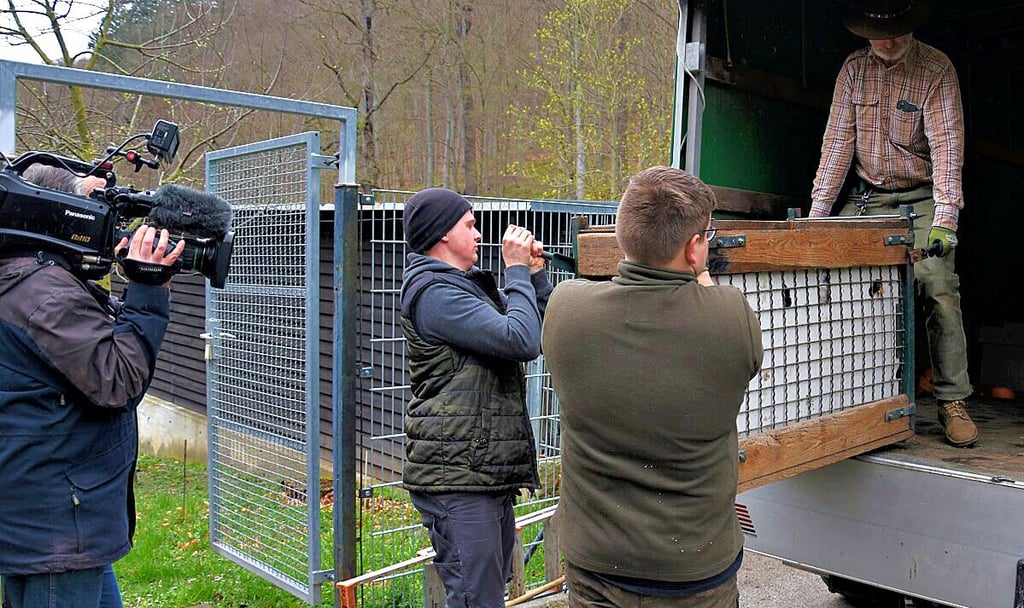 Die Tierpfleger des Wildparks holen die Luchsin aus dem Auto.