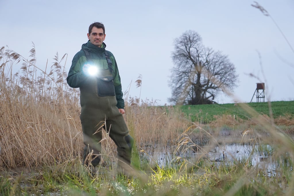 Biologe Marcel Seyring kennt viele Amphibien-Habitate in Sachsen-Anhalt. Bei der Suche nach dem Laich des Springfrosches helfen eine Taschenlampe – und eine wasserdichte Hose.
