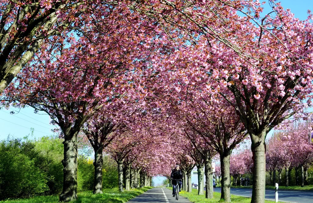 Alle Jahre wieder blühen im Holzweg die Kirschblüten in voller Pracht. 2024 sollen dort auch Feste gefeiert werden. 
