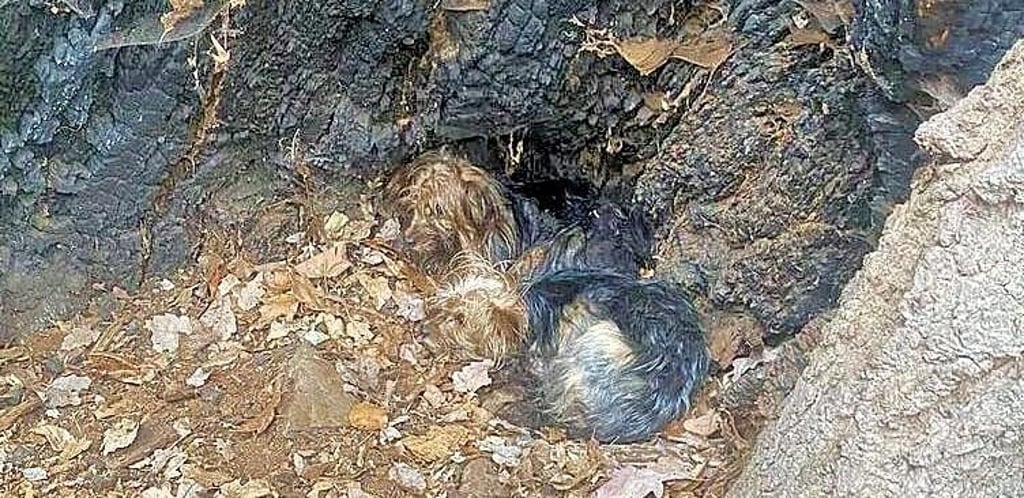 Die drei kleinen Hunde wurden in einem hohlen Baum in den Spiegelsbergen bei Halberstadt ausgesetzt. Die Polizei fahndet jetzt nach dem ursprünglichen Besitzer.