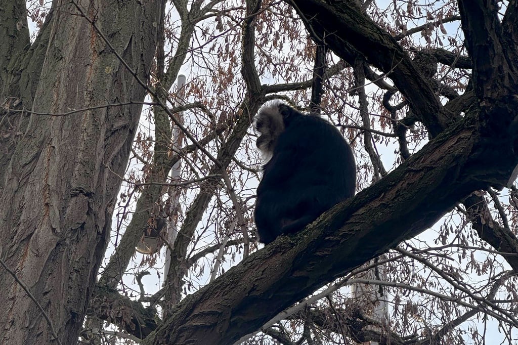 Der aus dem Zoo Leipzig gestohlene Bartaffe Ruma sitzt in einem Baum nahe eines Mehrfamilienhauses im südlichen Stadtteil Reudnitz.