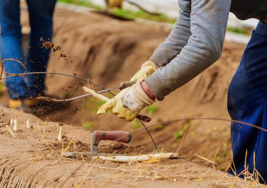 In Sachsen-Anhalt wird auf immer weniger Fläche Spargel angebaut.