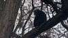 Bartaffenweibchen Ruma wurde aus dem Zoo Leipzig geraubt. Nun wurde sie auf einem Baum in Leipzig entdeckt und eingefangen.&nbsp;