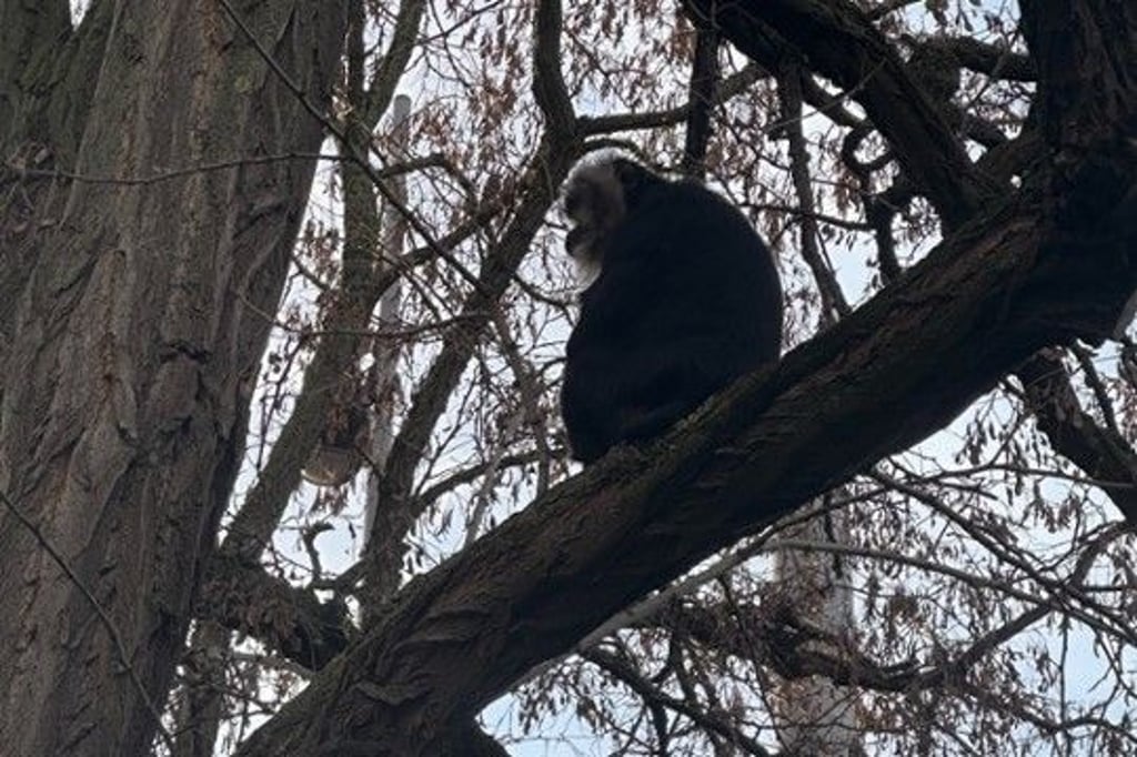 Bartaffenweibchen Ruma wurde aus dem Zoo Leipzig geraubt. Nun wurde sie auf einem Baum in Leipzig entdeckt und eingefangen.