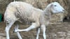 Das fünfbeinige Schaf Dolly lebt seit Dezember 2023 auf einem Lebenshof in der Börde.