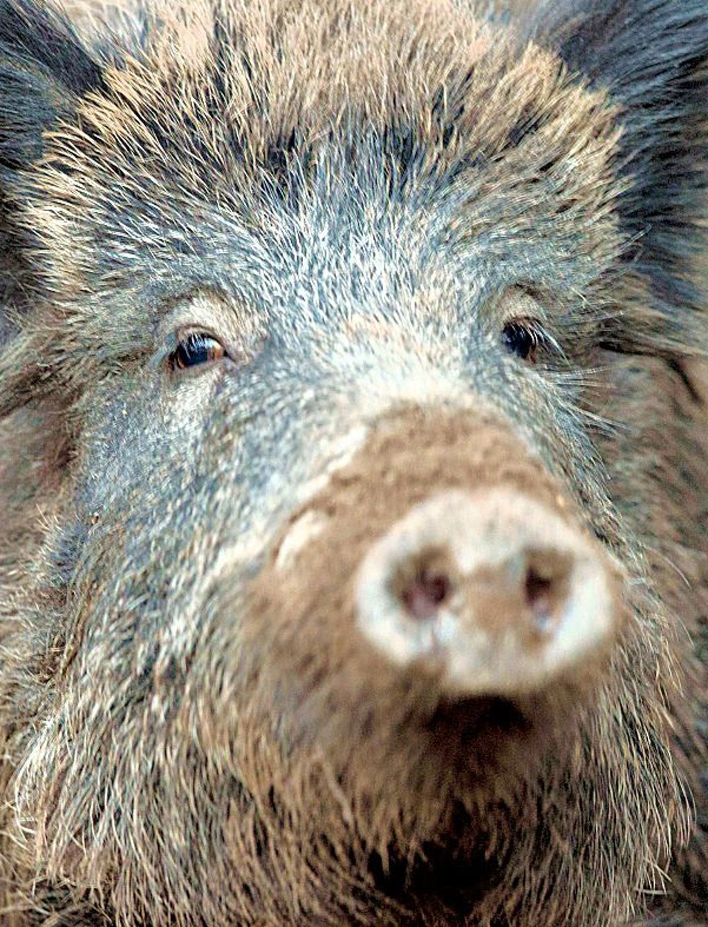 Jüngst wurden Wildschweine am Gimritzer Damm gesichtet.