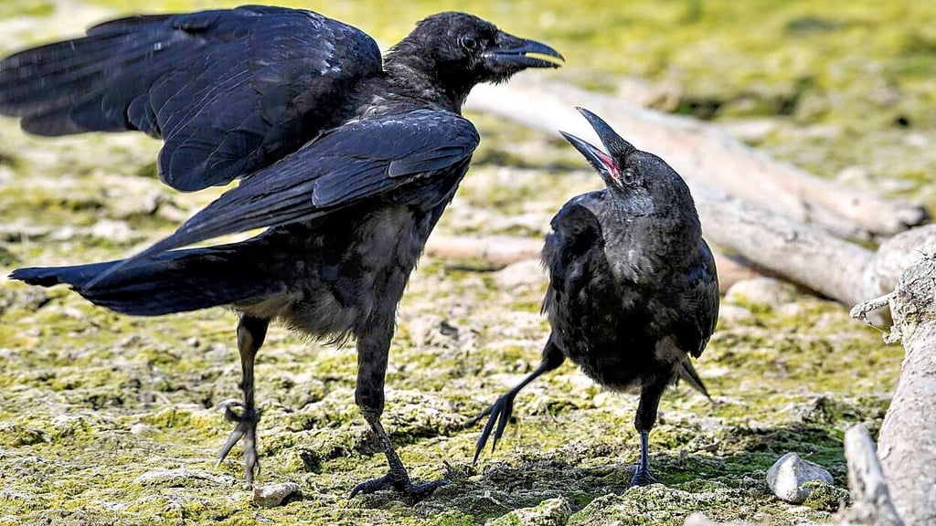 Auch in Hamersleben vermehren sich die Krähen - ein Bauer berichtet, dass die Krähen seine Nutztiere angreifen. .