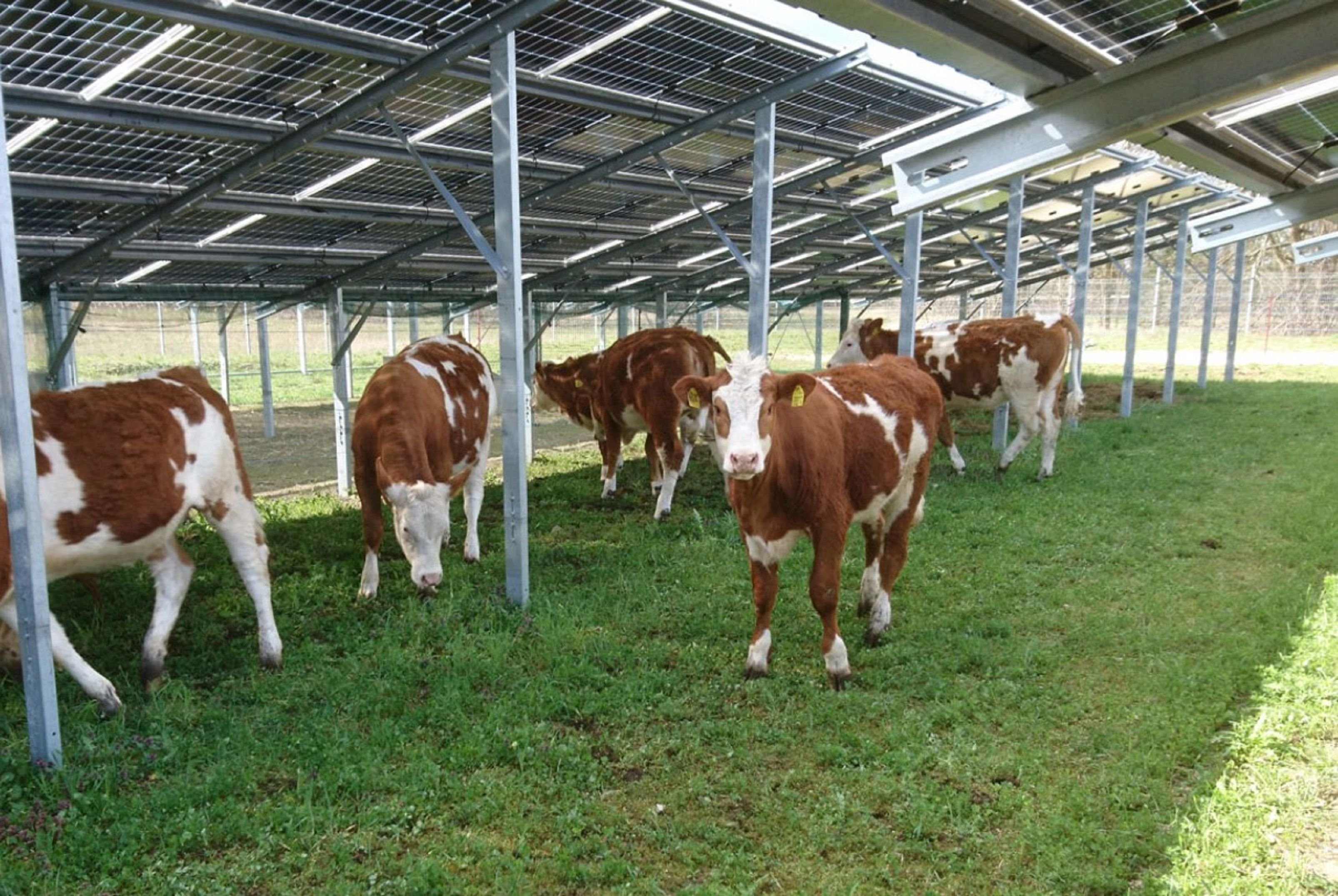 Erneuerbare Energien: Kalbe Kombiniert Landwirtschaft Und Photovoltaik