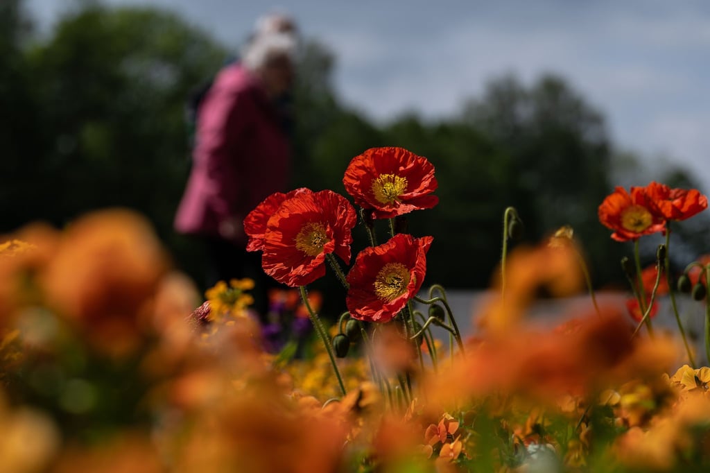 Besucher gehen bei der niedersächsischen Landesgartenschau in Bad Gandersheim an Mohnblüten vorbei.