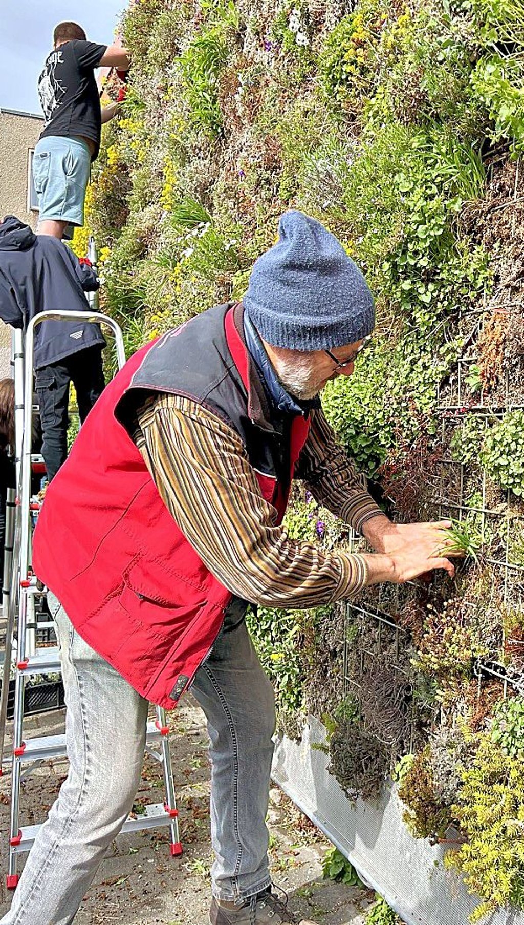 Wolfram Kircher setzt neue Pflanzen in die Gartenwand.
