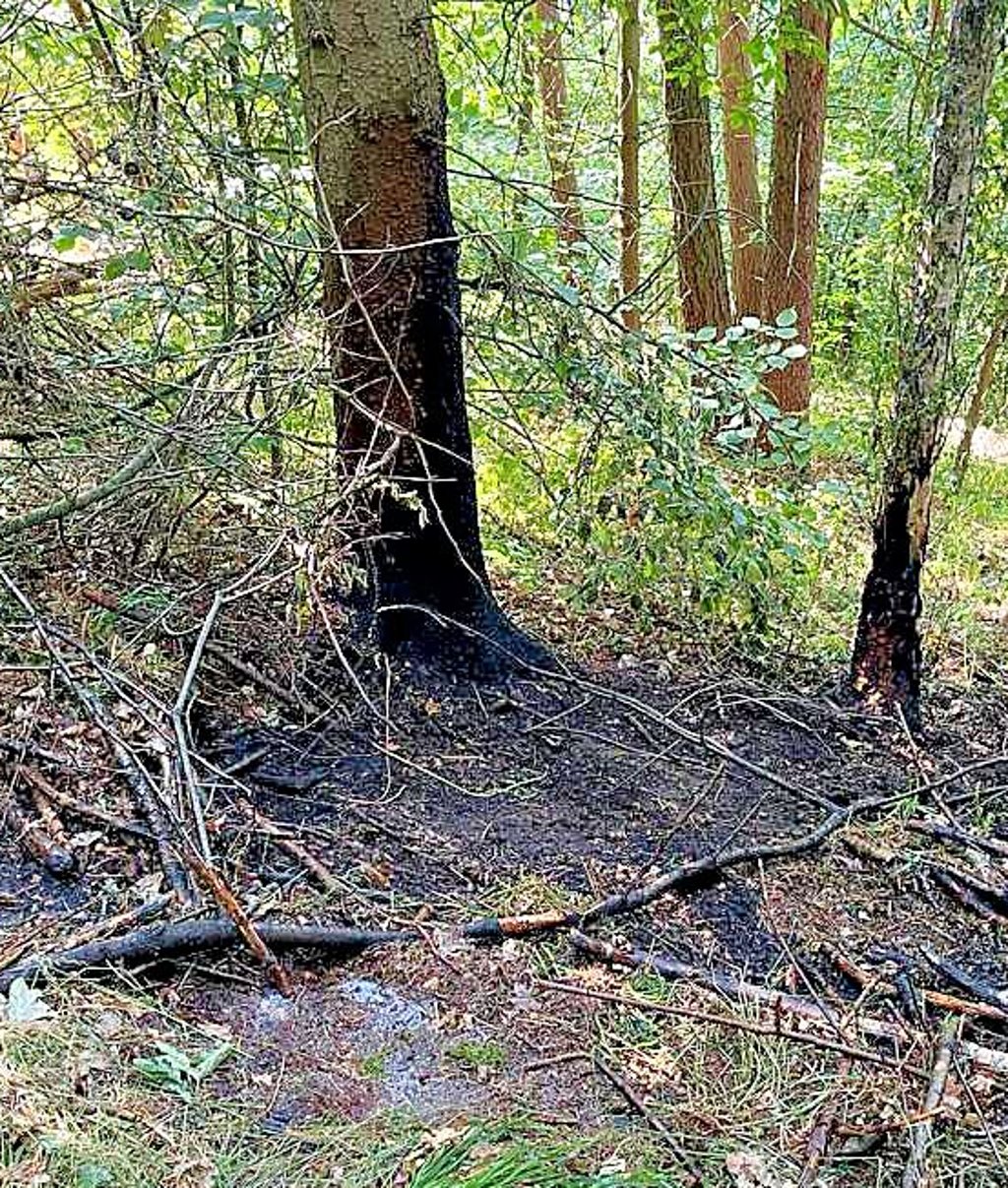 Dieses Waldstück wurde in Wippra in Brand gesetzt. Das Feuer wurde aber zum Glück rechtzeitig bemerkt.