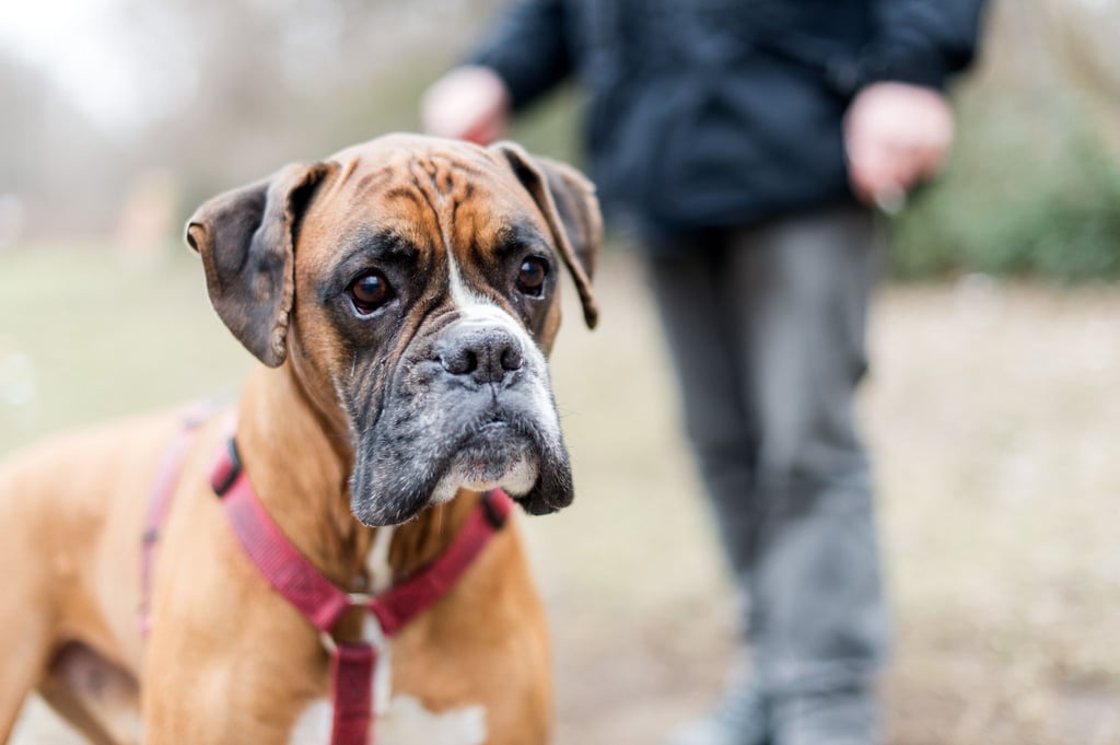 Bulldogge Sam wird in Berlin an einer Leine gehalten.