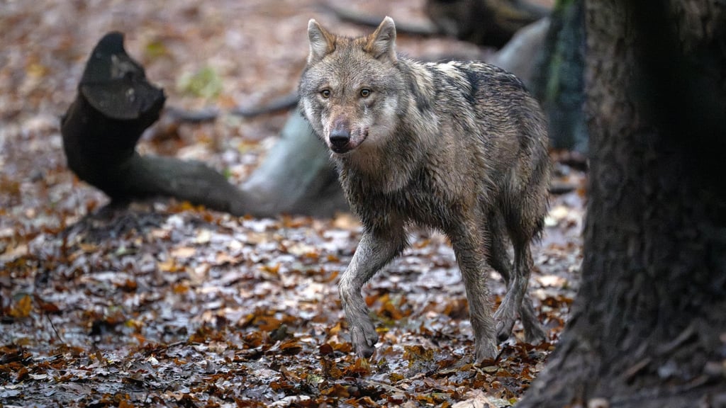 Wölfe verursachen in Sachsen-Anhalt enorme Kosten.