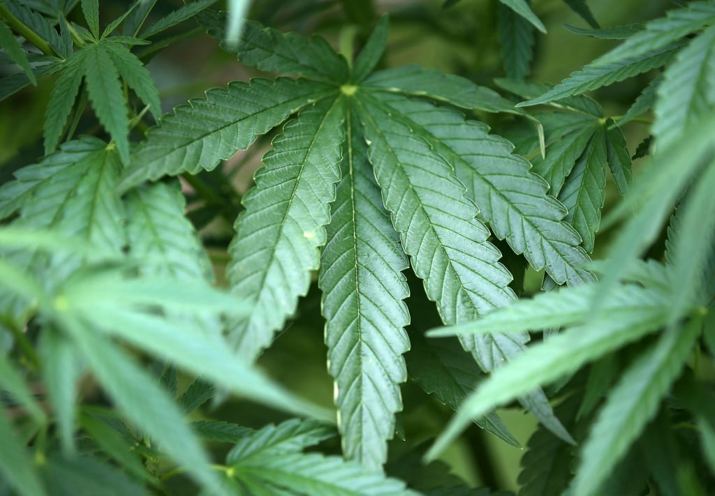 Hanf-Pflanzen (Cannabis) wachsen in einem Garten.