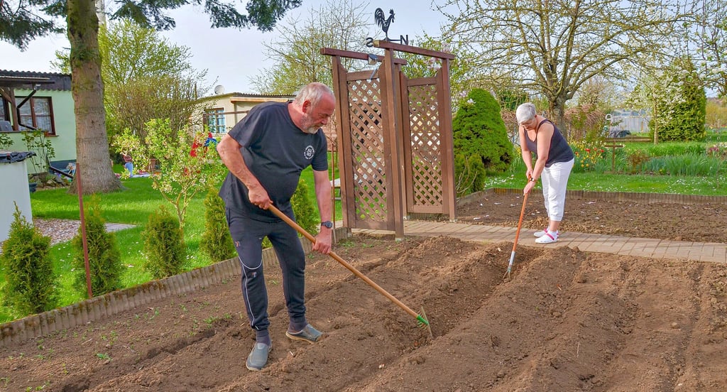 Das Ehepaar Simone und Andreas Biedermann aus Magdeburg-Ottersleben bei der Gartenarbeit im Frühjahr. Die beiden sind im Kleingartenverein „Pickelshoch“ an der Goethestraße in Wanzleben aktiv.