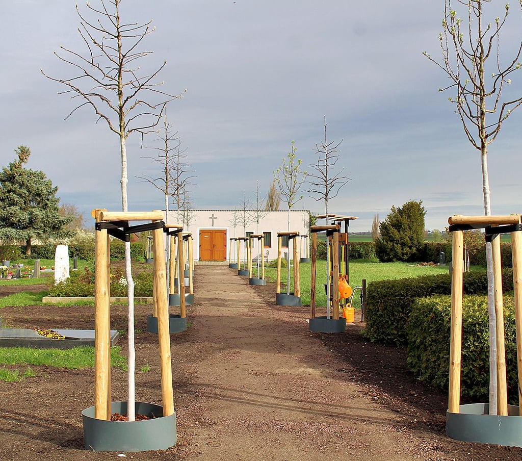 Eine neue Allee junger Bäume ziert nun den kommunalen Friedhof von Gehrden.