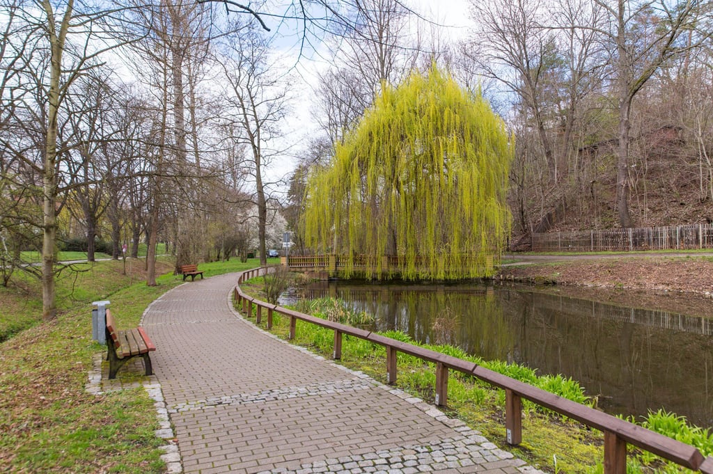 Natur im Burgenlandkreis Am Dienstag Teich in Zeitz bekommt seine