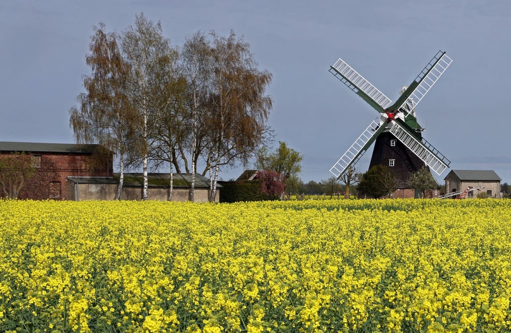 Der Raps beginnt auf einem Feld vor der historischen Windmühle zu blühen.