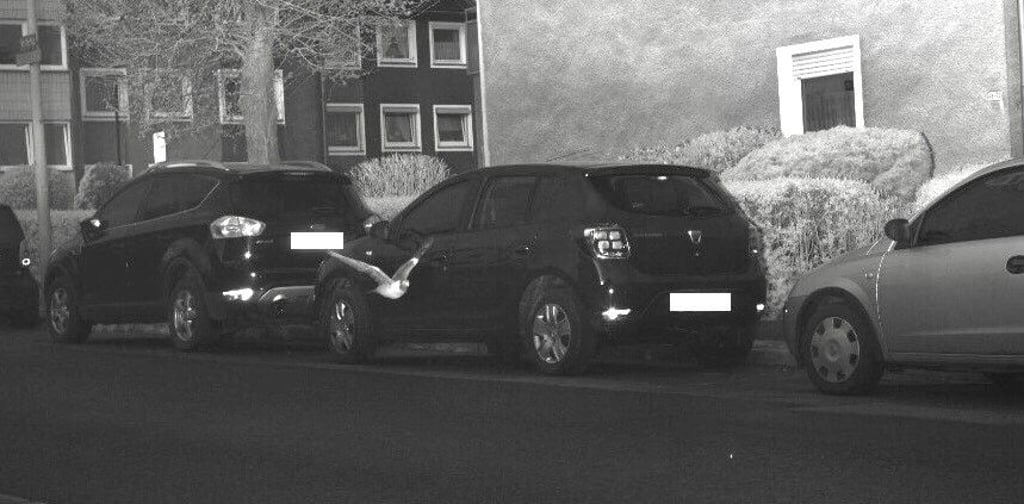Die Taube in Hagen ist 10 km/h zu schnell geflogen und wurde geblitzt.
