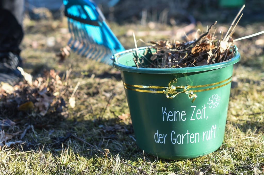 In einem Garten wird Laub geharkt und ein Eimer damit befüllt.
