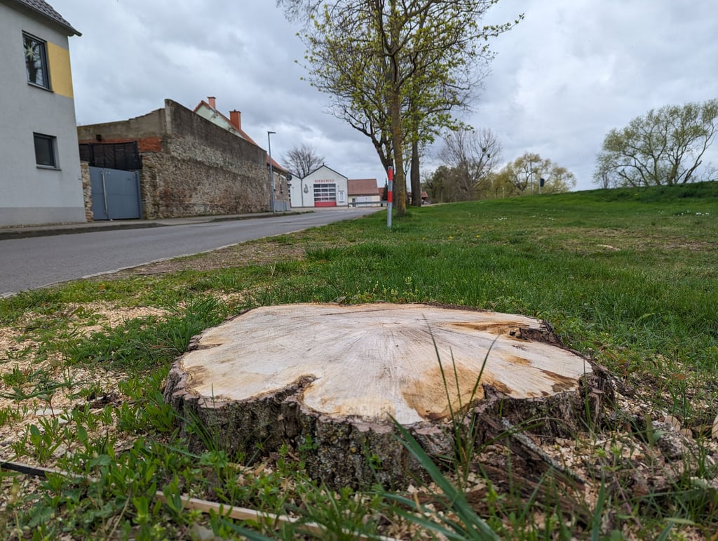 In der Lostauer Straße mussten mehrere Bäume gefällt werden. Im Herbst soll es Ersatzpflanzungen geben.