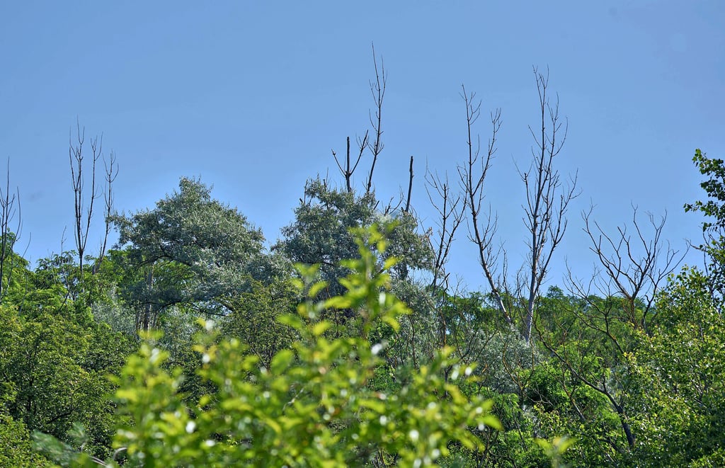 Im Bereich des Goitzsche-Waldes bei Holzweißig gibt es noch viel unberührte Natur und vor allem auch eine kreiseigene Fläche.