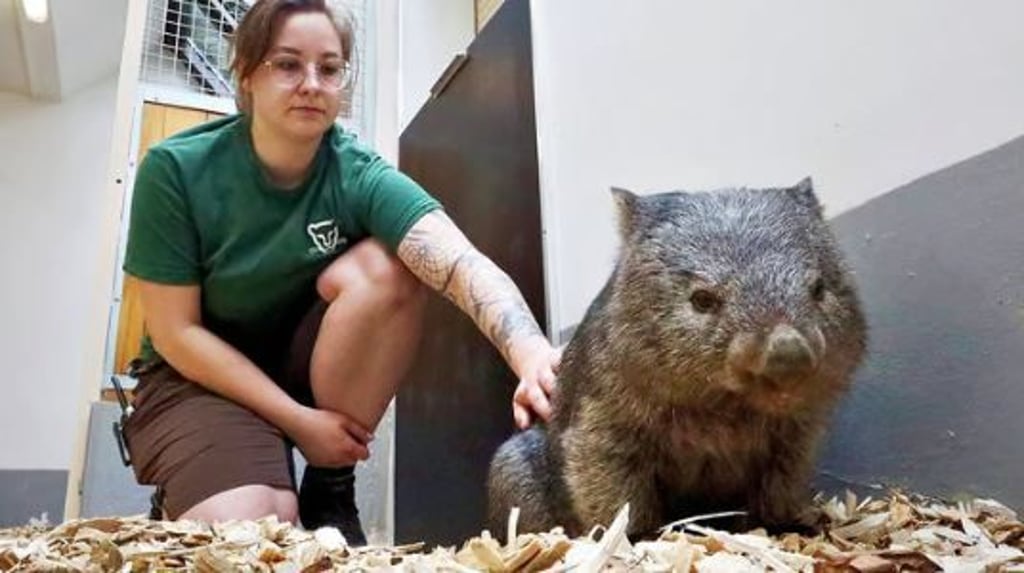 Pflegerin Katharina Kranich mit Wombat Cody: Das kleine Beuteltier, ursprünglich in Tasmanien zu Hause, stammt aus dem Zoo Hannover und lebt nun in Halle.