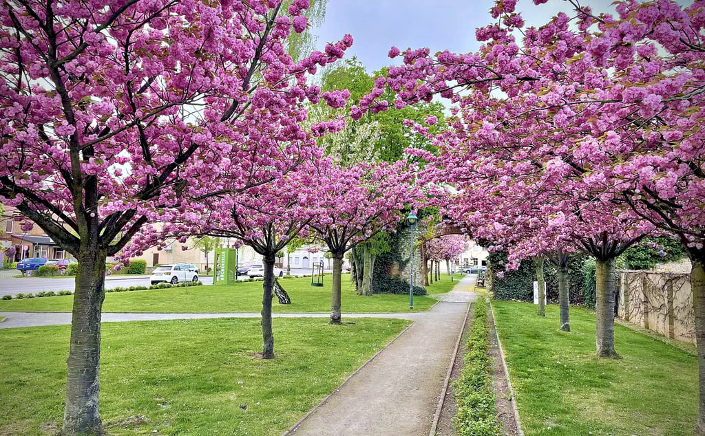 Kirschblüte auf Gommerns Steinhauerplatz.