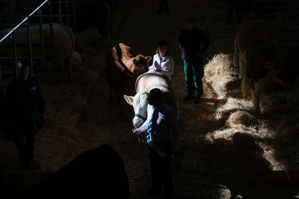 Rinder werden über die Landwirtschaftsmesse „agra“ geführt.