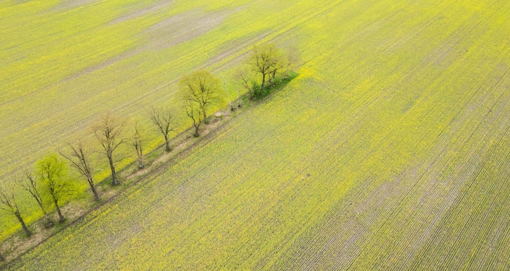 Ein leuchtend gelbes Rapsfeld in der Nähe von Hannover.