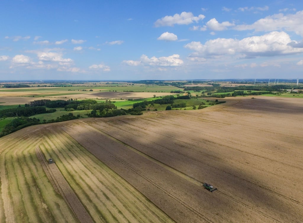 Mähdrescher ernten Raps auf einem Feld.