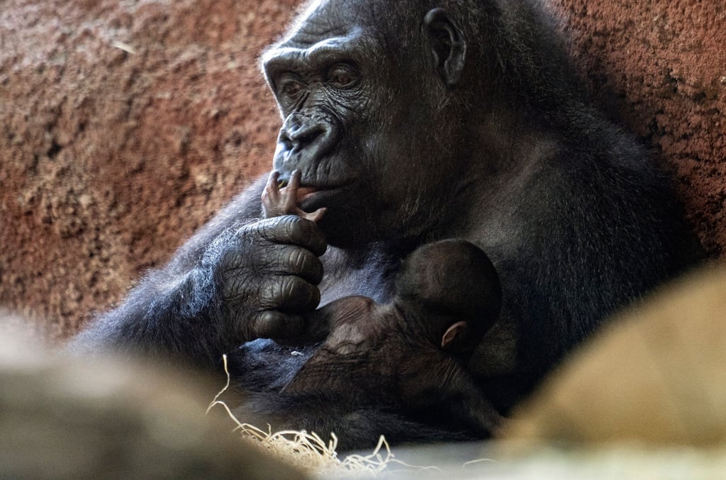 Die Gorilla-Dame Kijivu kümmert sich um ihr Kind.