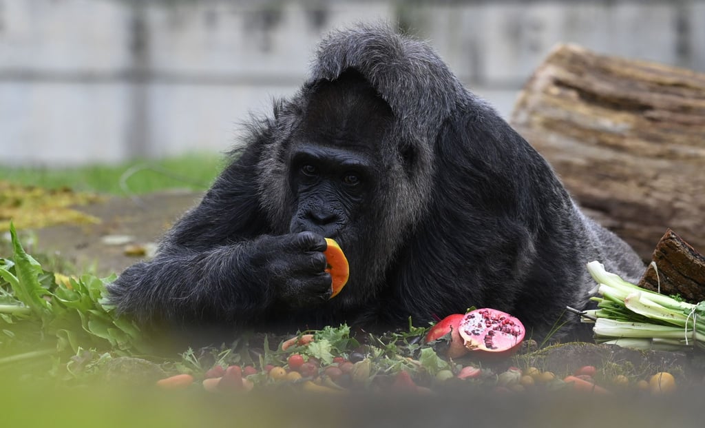 Die Gorilla-Dame Fatou verputzt ein Stück Obst.